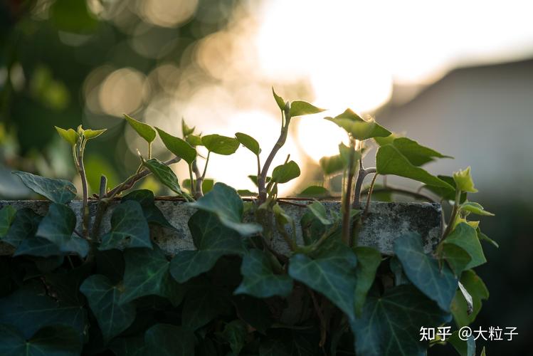 出国留学很多-出国留学的多吗